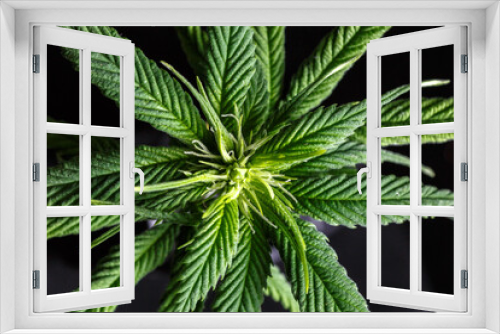 Fototapeta Naklejka Na Ścianę Okno 3D - Close-up young hemp. Cannabis is a standoff between a drug and a medicine.growing organic cannabis background herb on the farm