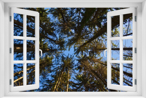 Fototapeta Naklejka Na Ścianę Okno 3D - Baum Himmel 