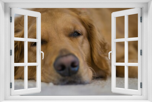 Fototapeta Naklejka Na Ścianę Okno 3D - Closeup head shot of a cute sleepy adult golden retriever relaxing in the house