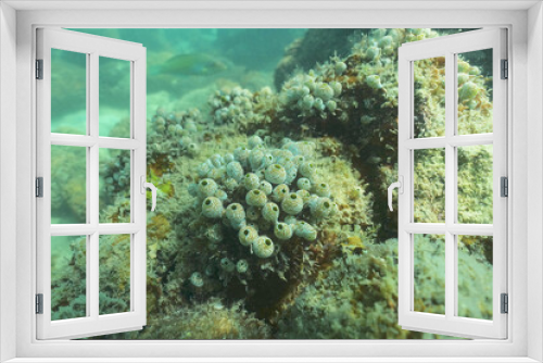 Fototapeta Naklejka Na Ścianę Okno 3D - Ascidian, Tunicates colony grow up on the coral reef                     
