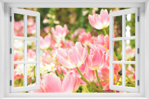 Fototapeta Naklejka Na Ścianę Okno 3D - Colourful tulip flower in the garden