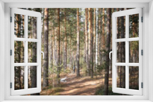 Fototapeta Naklejka Na Ścianę Okno 3D - A walk in the spring pine forest. Vertical