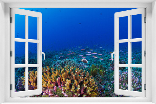 Fototapeta Naklejka Na Ścianę Okno 3D - School of Magenta slender anthias in a coral reef (Rangiroa, Tuamotu Islands, French Polynesia in 2012)