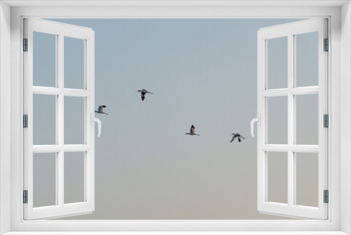 Fototapeta Naklejka Na Ścianę Okno 3D - Pied avocet birds in flight by dawn