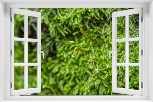 Fototapeta Naklejka Na Ścianę Okno 3D - Green background with tree climacium moss in soft focus at high magnification. The beauty of nature and the environment. Insignificant details invisible to the naked eye.