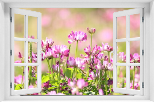 Fototapeta Naklejka Na Ścianę Okno 3D - かわいいレンゲの花