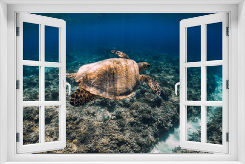 Fototapeta Naklejka Na Ścianę Okno 3D - Green sea turtle glides underwater in blue ocean on Hawaii