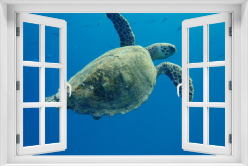 Fototapeta Naklejka Na Ścianę Okno 3D - Meeresschildkröte, Rotes Meer, Ägypten