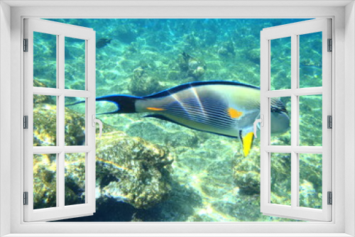 Fototapeta Naklejka Na Ścianę Okno 3D - Chirurgenfisch, Rotes Meer, Ägypten, Meer