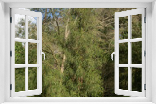 Fototapeta Naklejka Na Ścianę Okno 3D - Lush Green Foliage of an Evergreen Coniferous Pencil Pine Tree (Athrotaxis cupressoides) on a Bright Sunny Winter Day in a Woodland Garden in Rural Devon, England, UK
