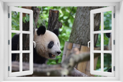 Fototapeta Naklejka Na Ścianę Okno 3D - Panda