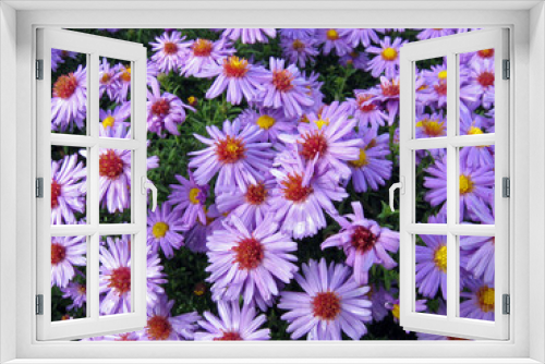 Fototapeta Naklejka Na Ścianę Okno 3D - Chryzantemy