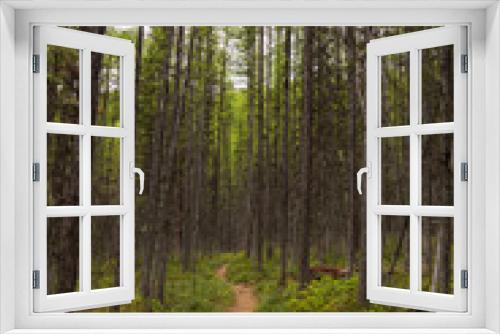 Fototapeta Naklejka Na Ścianę Okno 3D - Hiking Trail through tall trees in forest

