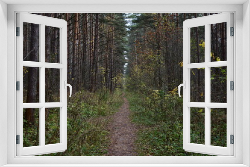 Fototapeta Naklejka Na Ścianę Okno 3D - path in the woods