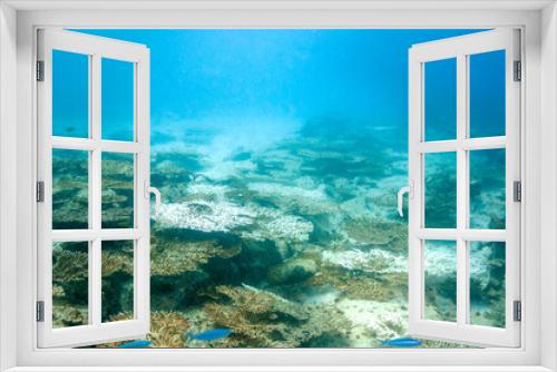 Fototapeta Naklejka Na Ścianę Okno 3D - Underwater landscape of coral structures.Coral bleaching