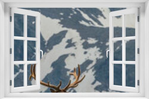 Fototapeta Naklejka Na Ścianę Okno 3D - USA, Colorado, Rocky Mountain National Park. Bull elk in velvet resting.