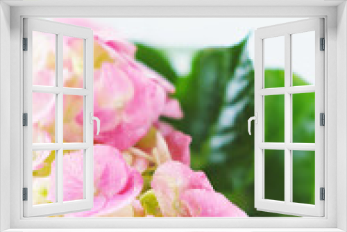 Fototapeta Naklejka Na Ścianę Okno 3D - Delicate green and pink Hydrangea inflorescences