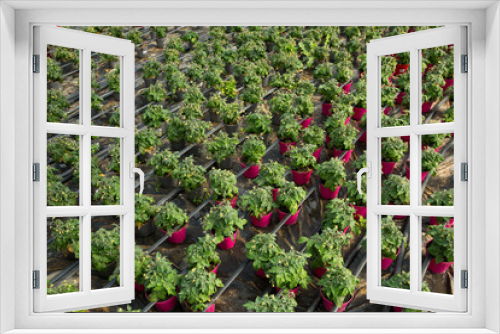 Fototapeta Naklejka Na Ścianę Okno 3D - Image of tomatoes seedlings growing in pots in sunny greenhouse, nobody