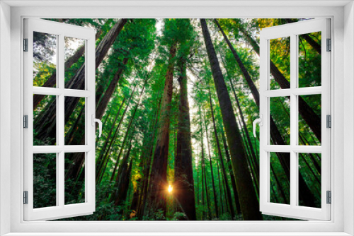 Fototapeta Naklejka Na Ścianę Okno 3D - Sunrise in the Redwoods, Redwoods National and State Parks, California