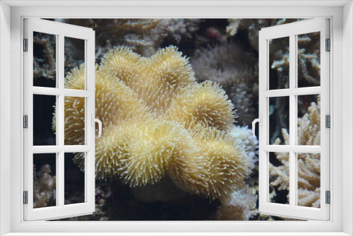 Fototapeta Naklejka Na Ścianę Okno 3D - Koralle