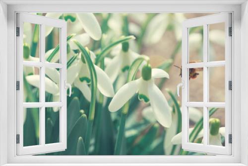 Fototapeta Naklejka Na Ścianę Okno 3D - Snowdrops on bokeh background and bee in sunny spring garden under sunbeams.