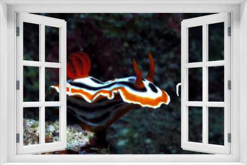 Fototapeta Naklejka Na Ścianę Okno 3D - Front view of a Chromodoris Magnifica nudibranch Siquijor Philippines