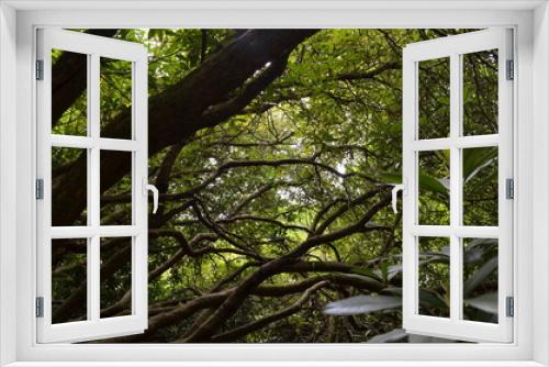 Fototapeta Naklejka Na Ścianę Okno 3D - tree in the forest