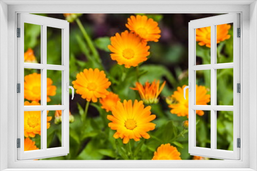 Fototapeta Naklejka Na Ścianę Okno 3D - Orange flowers of marigold closeup in summer on a green background