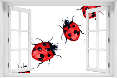Fototapeta Naklejka Na Ścianę Okno 3D - Beautiful red lady bug art illustration