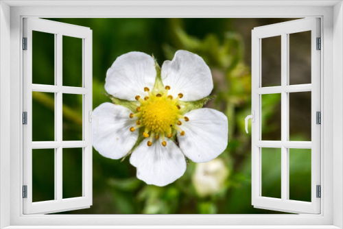 Fototapeta Naklejka Na Ścianę Okno 3D - Wild Strawberry (Fragaria vesca)