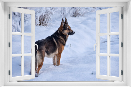 Fototapeta Naklejka Na Ścianę Okno 3D - Portrait of german shepherd, outdoor in snow.