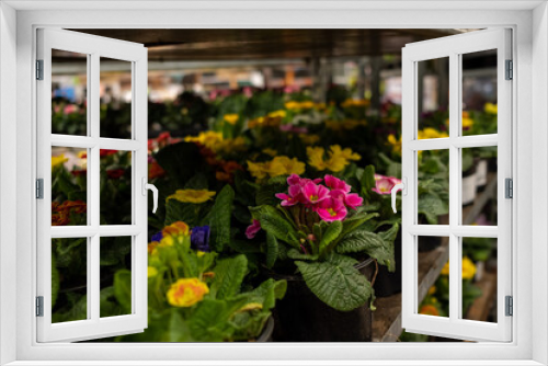 Fototapeta Naklejka Na Ścianę Okno 3D - Selective focus on multicolored primrose flowers in pots on a rack in a garden store. Sale of garden flowers before the start of the spring season.