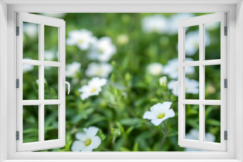 Fototapeta Naklejka Na Ścianę Okno 3D - アレナリアの花