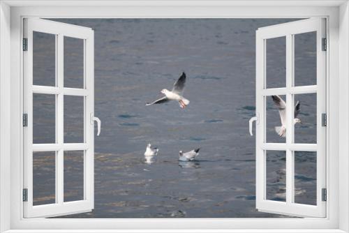 Fototapeta Naklejka Na Ścianę Okno 3D - 
seagulls wandering in the sea