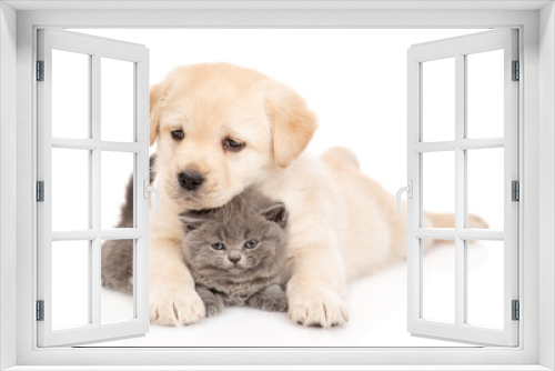 Fototapeta Naklejka Na Ścianę Okno 3D - Golden retriever puppy hugs a tiny gray kitten. isolated on white background
