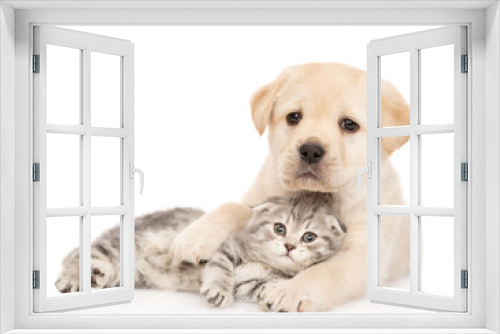 Fototapeta Naklejka Na Ścianę Okno 3D - Friendly Golden retriever puppy hugs a tabby kitten. isolated on white background