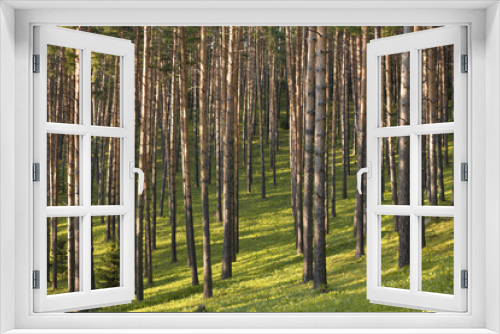 Fototapeta Naklejka Na Ścianę Okno 3D - Beautiful pine forest with walking paths and bird houses