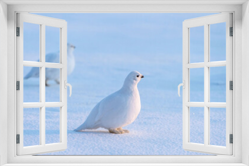 Fototapeta Naklejka Na Ścianę Okno 3D - arctic partridge in winter plumage