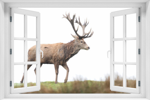Fototapeta Naklejka Na Ścianę Okno 3D - Close-up of a red deer stag against clear background