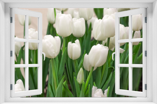 Fototapeta Naklejka Na Ścianę Okno 3D - Spring time. White tulips in the shop.