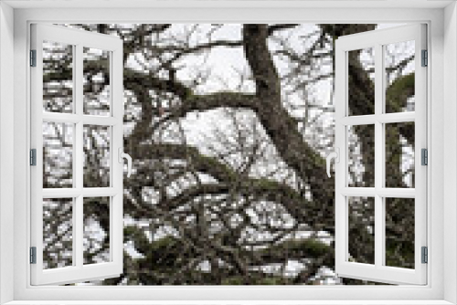Fototapeta Naklejka Na Ścianę Okno 3D - branches of a tree