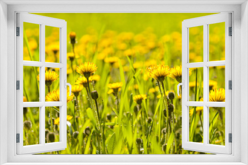 Fototapeta Naklejka Na Ścianę Okno 3D - Yellow dandelions blooming in the meadow