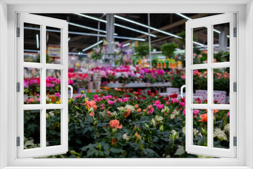 Fototapeta Naklejka Na Ścianę Okno 3D - Selective focus on multi-colored potted rose flowers on a counter in a garden store. Sale of garden flowers before the start of the spring season.