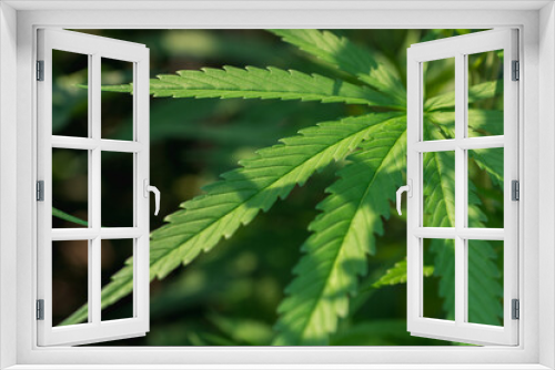 Fototapeta Naklejka Na Ścianę Okno 3D - Beautiful marijuana green  leaves on natural background.