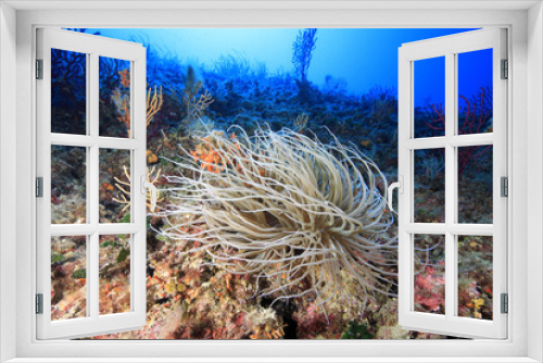 Fototapeta Naklejka Na Ścianę Okno 3D - anemone bianca mediterraneo