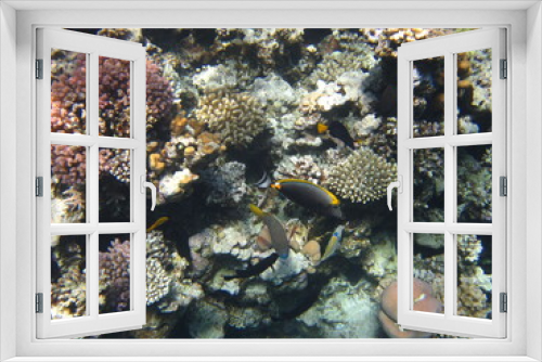 Fototapeta Naklejka Na Ścianę Okno 3D - red sea, corals, fish, natural light, background, texture, bright colors, coral reef close-up, underwater coral reef, ocean nature close-up