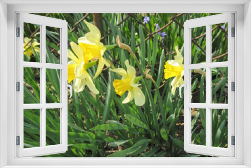 Fototapeta Naklejka Na Ścianę Okno 3D - daffodils in the garden