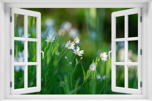 Fototapeta Naklejka Na Ścianę Okno 3D - Rabelera holostea, known as greater stitchwort, greater starwort and addersmeat is a perennial herbaceous flowering plant in the family Caryophyllaceae. White flowers greater stitchwort.