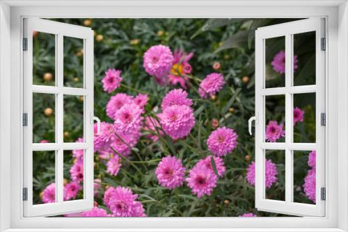 Fototapeta Naklejka Na Ścianę Okno 3D - Asteraceae Chrysanthemum flowers wood outdoor blooming pink，Argyranthrmum frutescens