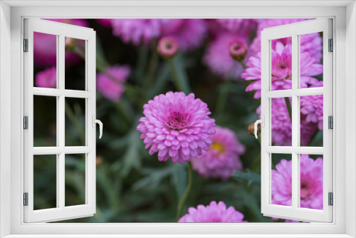 Fototapeta Naklejka Na Ścianę Okno 3D - Asteraceae Chrysanthemum flowers wood outdoor blooming pink，Argyranthrmum frutescens